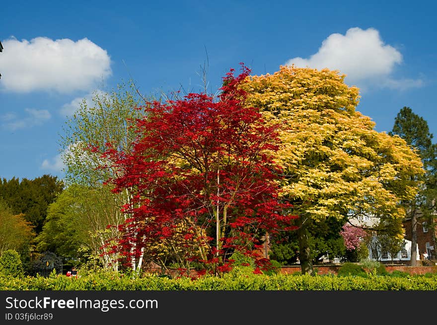 Colors of early spring