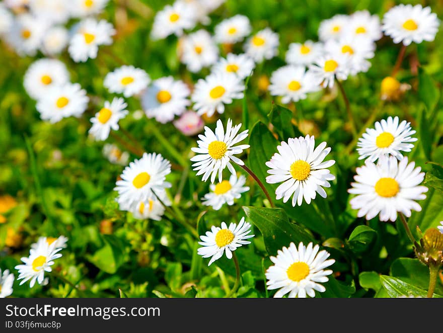 Daisies in a meadow, close-up