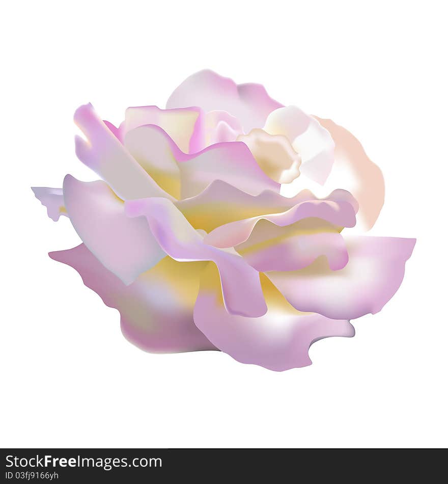 Rosa Gloria Dei. Vector rose.