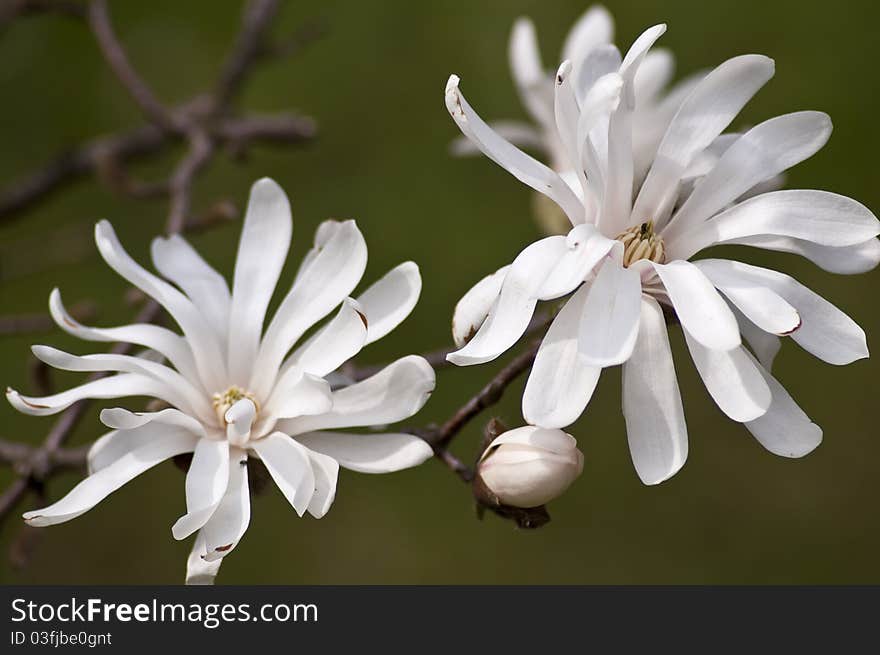 Beautiful blossoms of a white magnolia.