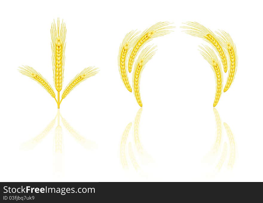 Isolated golden wheat ear after the harvest