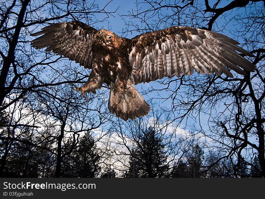 Fly eagle in darkness wood