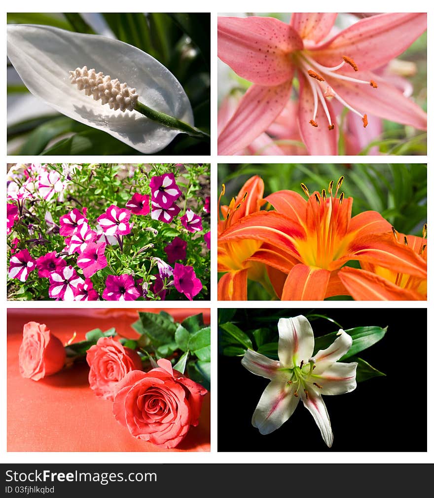 Collection different beautiful flowers rose and lily. Collection different beautiful flowers rose and lily