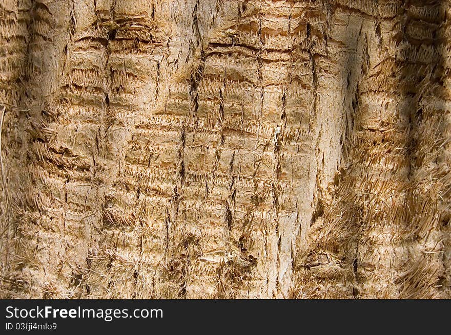 Bark of an old tree as background close up