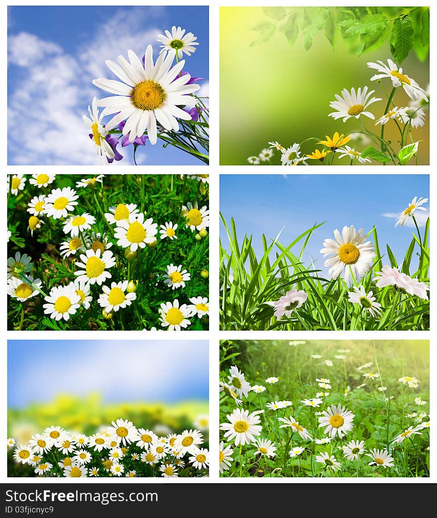 Collection white daisywheel on sky and meadow. Collection white daisywheel on sky and meadow