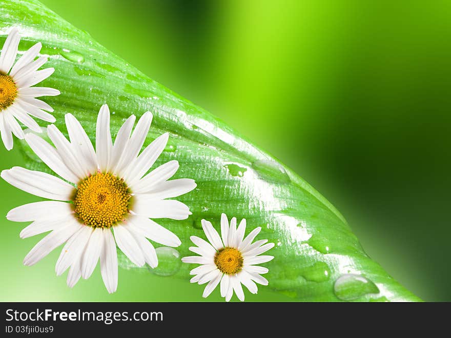 Leaf green macro with drops with daisywheel flower. Leaf green macro with drops with daisywheel flower