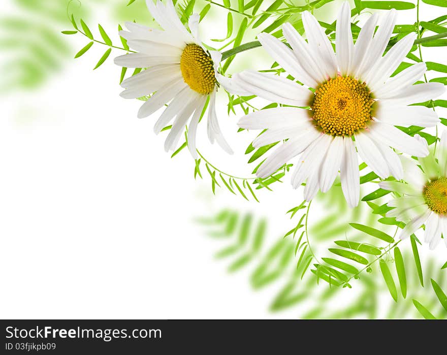 White daisywheels with green leafs white background