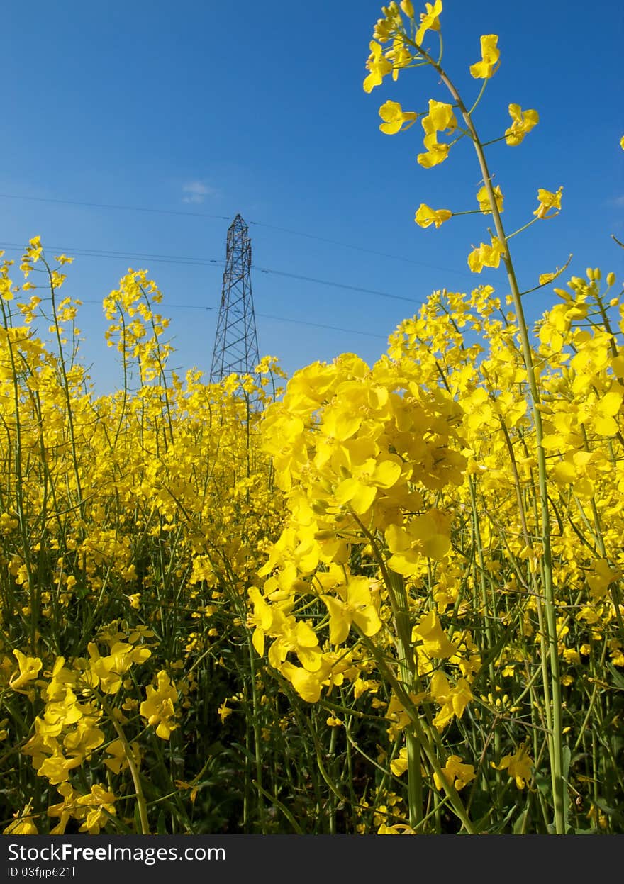 Bright yellow oilseed crop with electricity pylon in the background