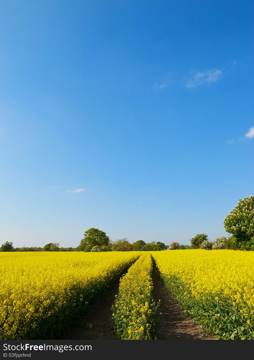 Tracks in oilseed crop leading into the distance with a bright blue sky