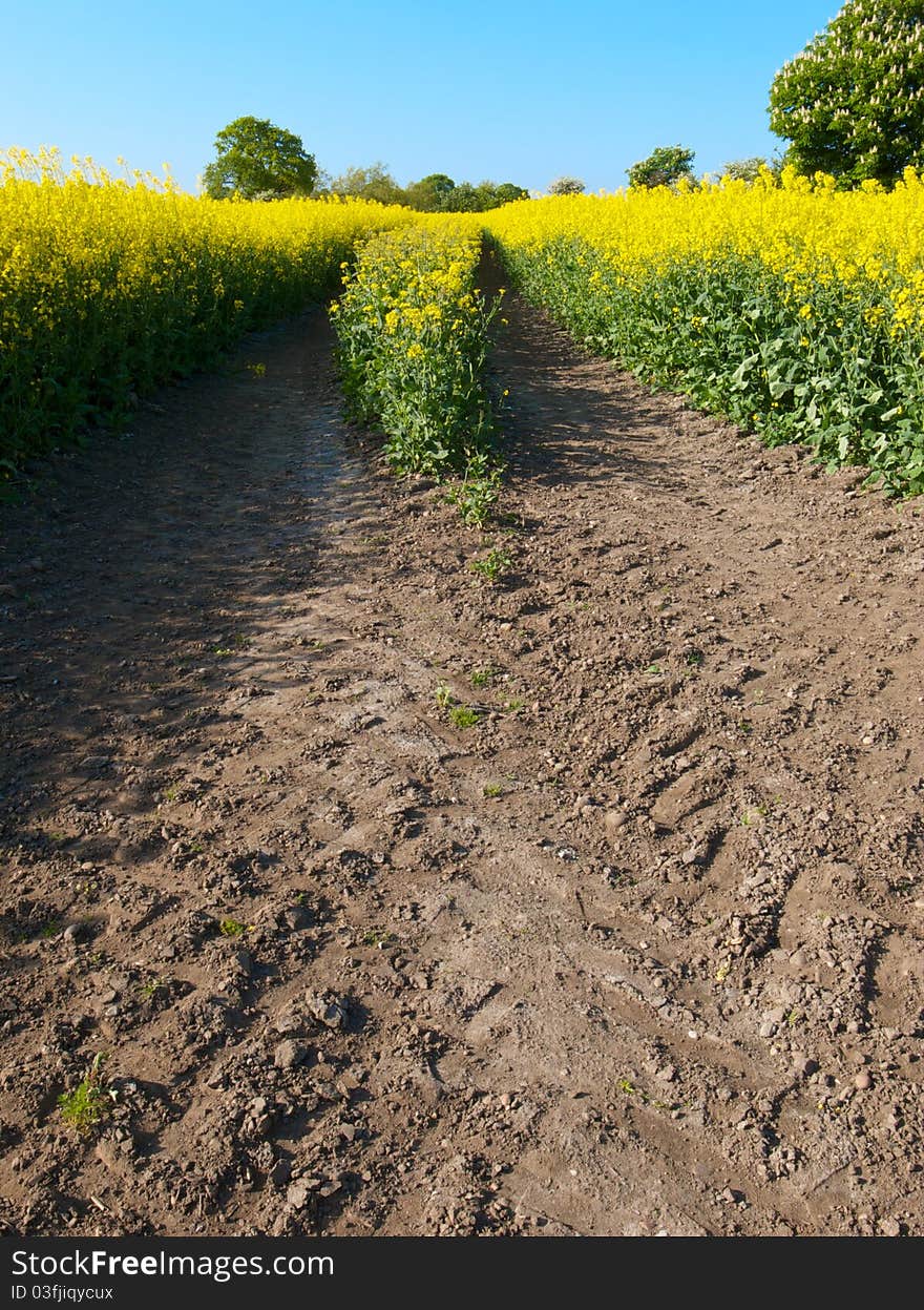 Tracks in oilseed crop leading into the field