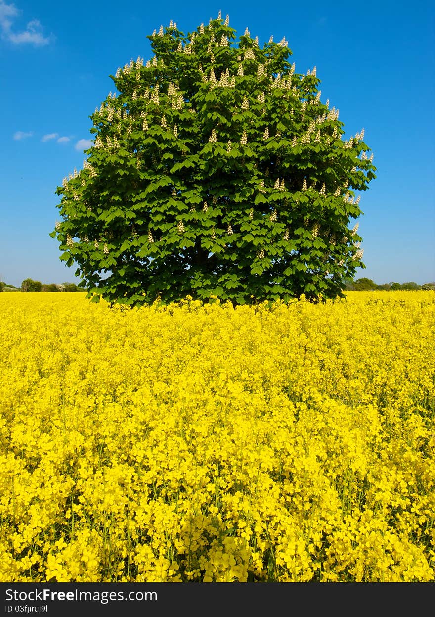 Tree in field of yellow highlighted against a bright blue sky