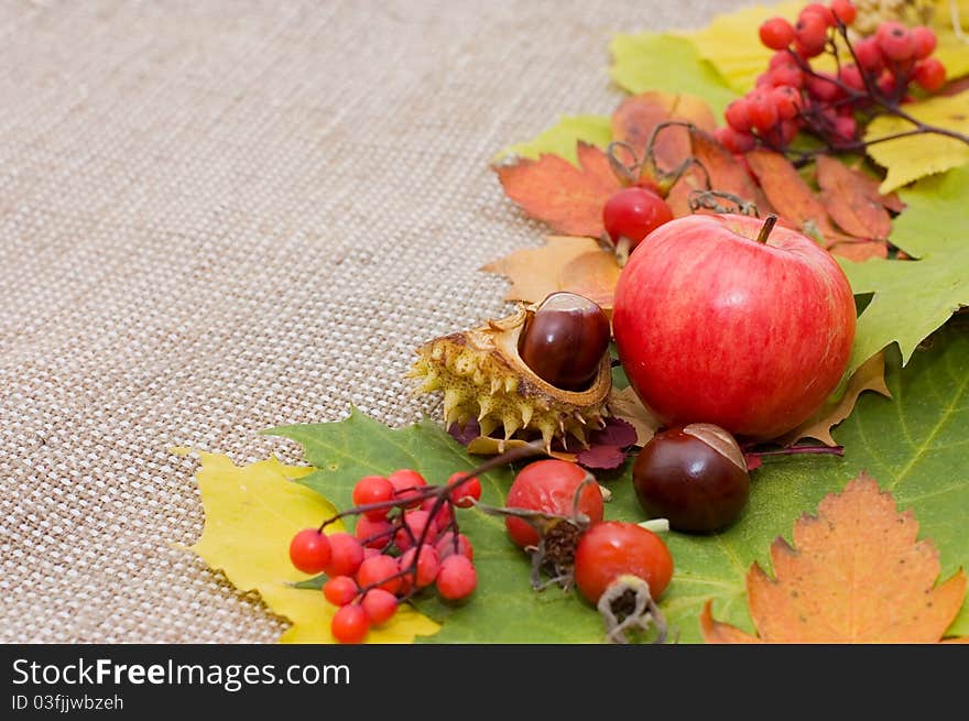 Autumn Leaves and fruits over Burlap background