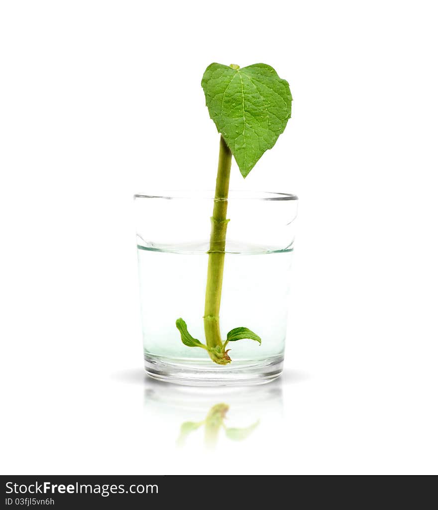 Flower in a transparent glass of water isolated on white background. Flower in a transparent glass of water isolated on white background