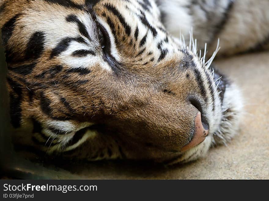 The Bengal tiger lying and resting on the ground