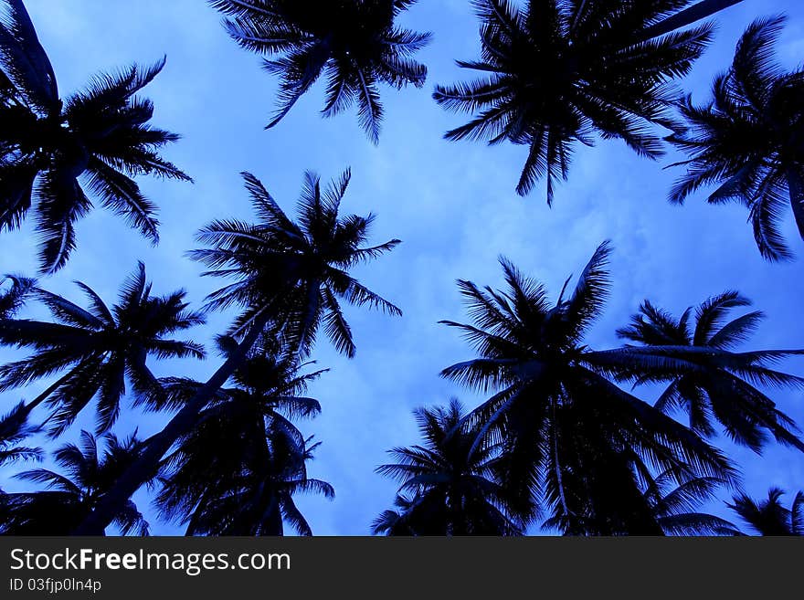 Coconut Trees On The Beach, Southern Thailand