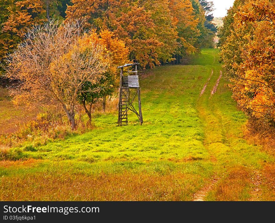 Pathway in the forest at autumn