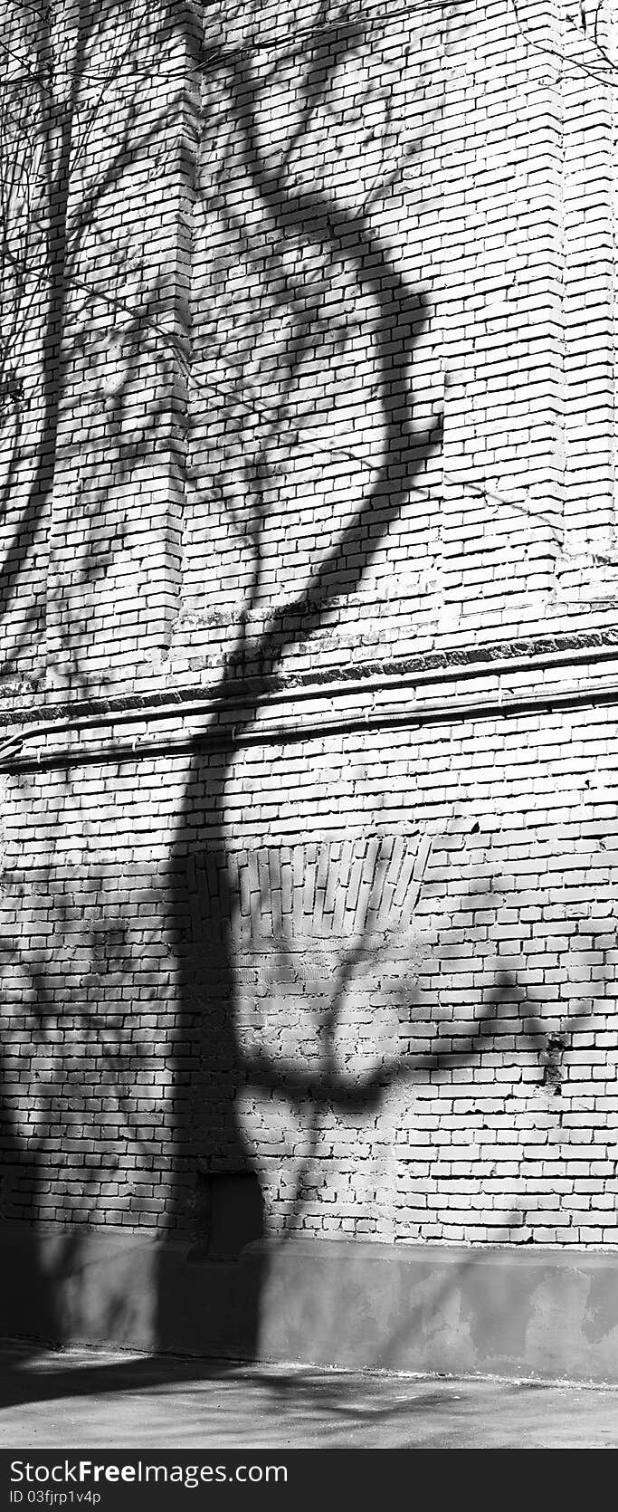 The shadow of the tree