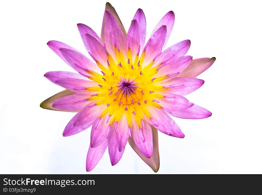 The macro of lotus flower on white background