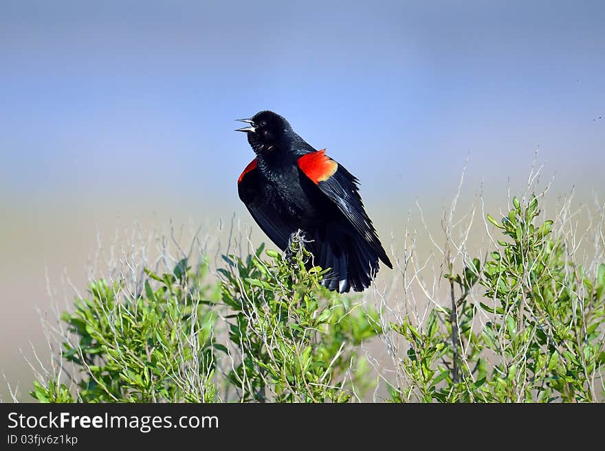 Red-winged Black Bird singing along the shoreline.