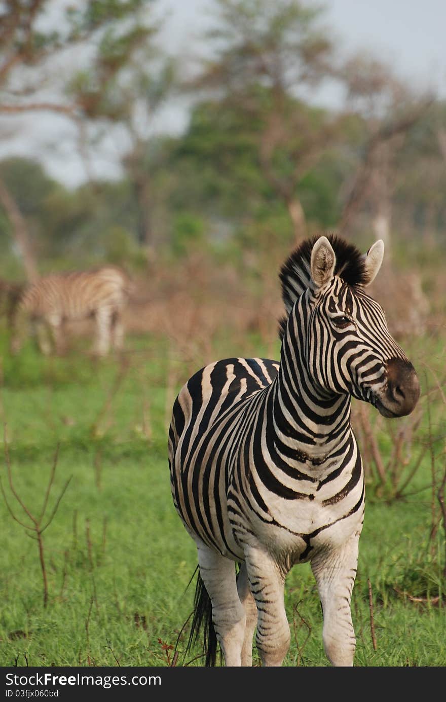 Beautiful zebra