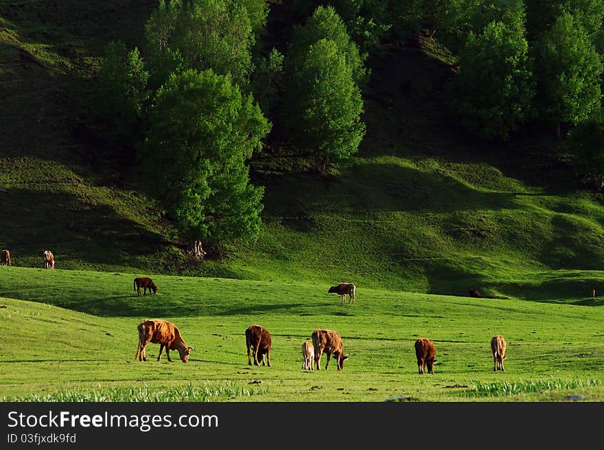 Grass Land In Xinjiang