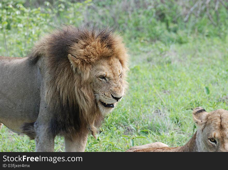 Male lion showing his dominance in Londolozi game park. Male lion showing his dominance in Londolozi game park