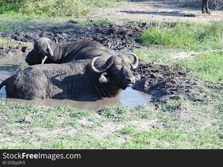 African Buffalos In The Mud