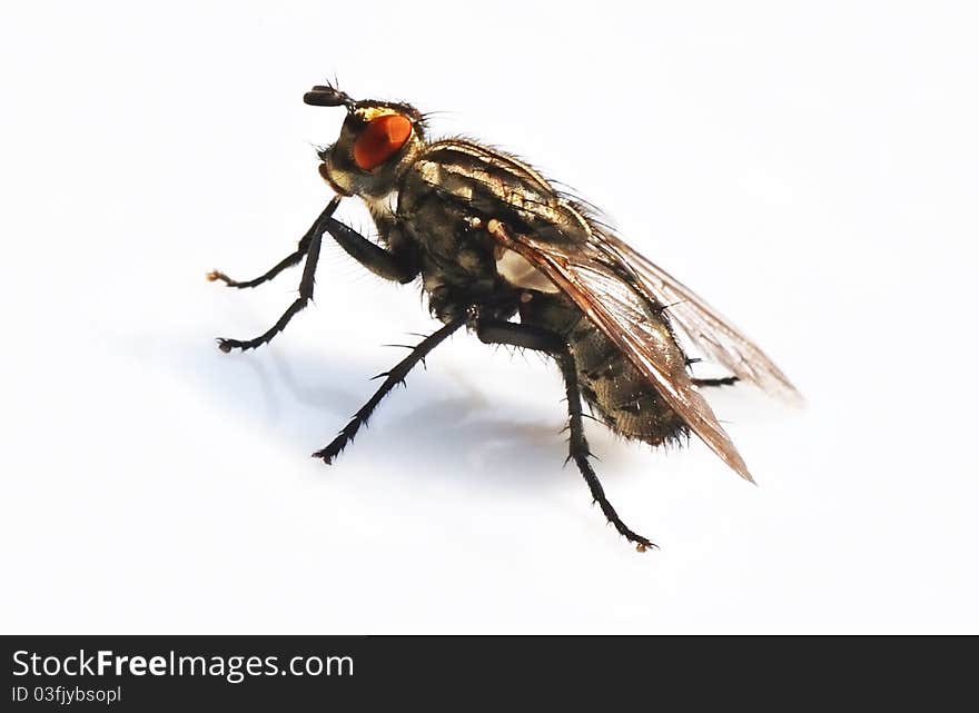 Close-up on a fly-eyed and red on white background. Close-up on a fly-eyed and red on white background