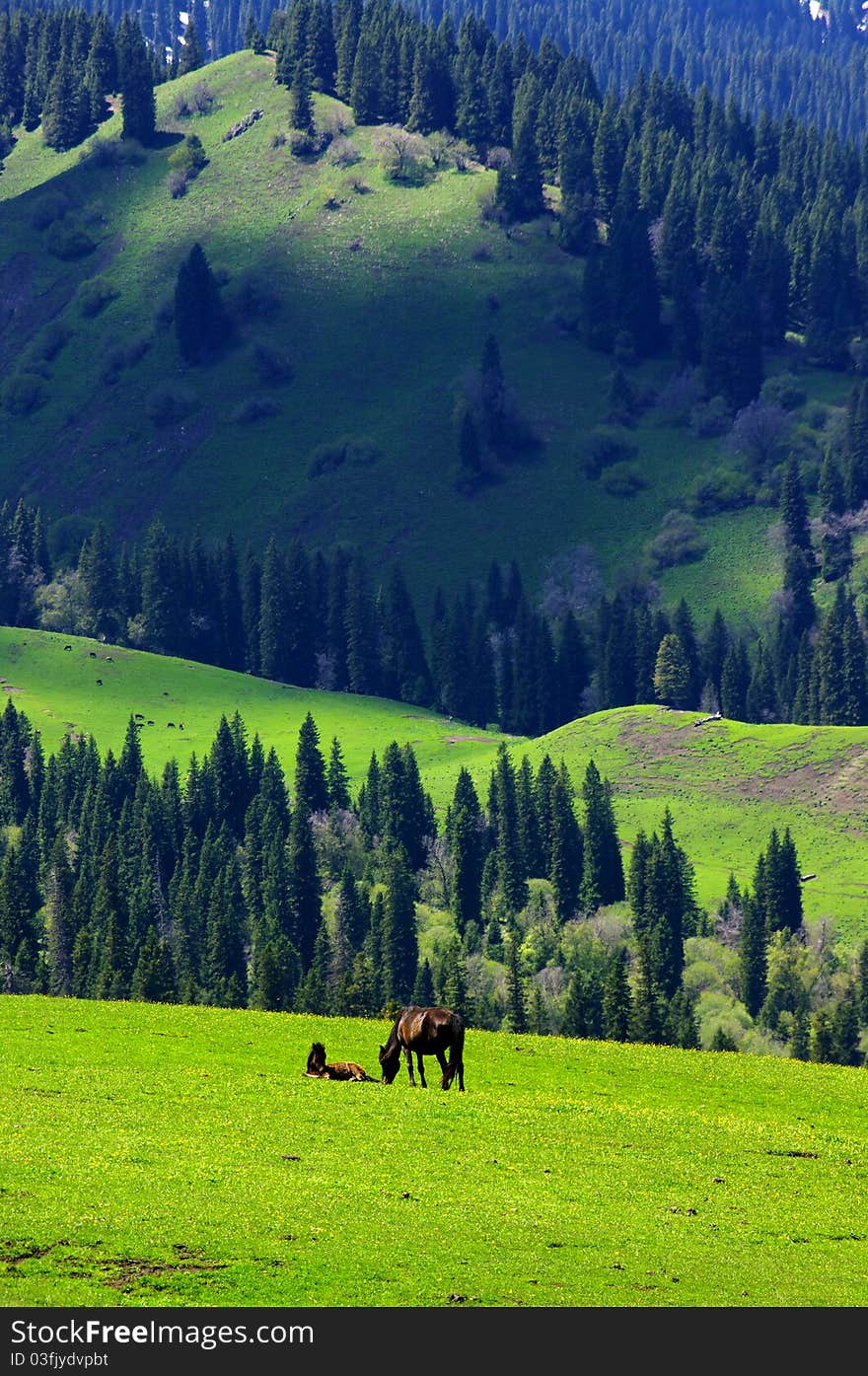 Horses running at a Grass land in Xinjiang, China