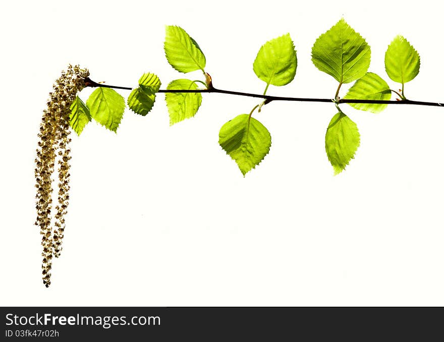 Birch branches on a white background. Isolated