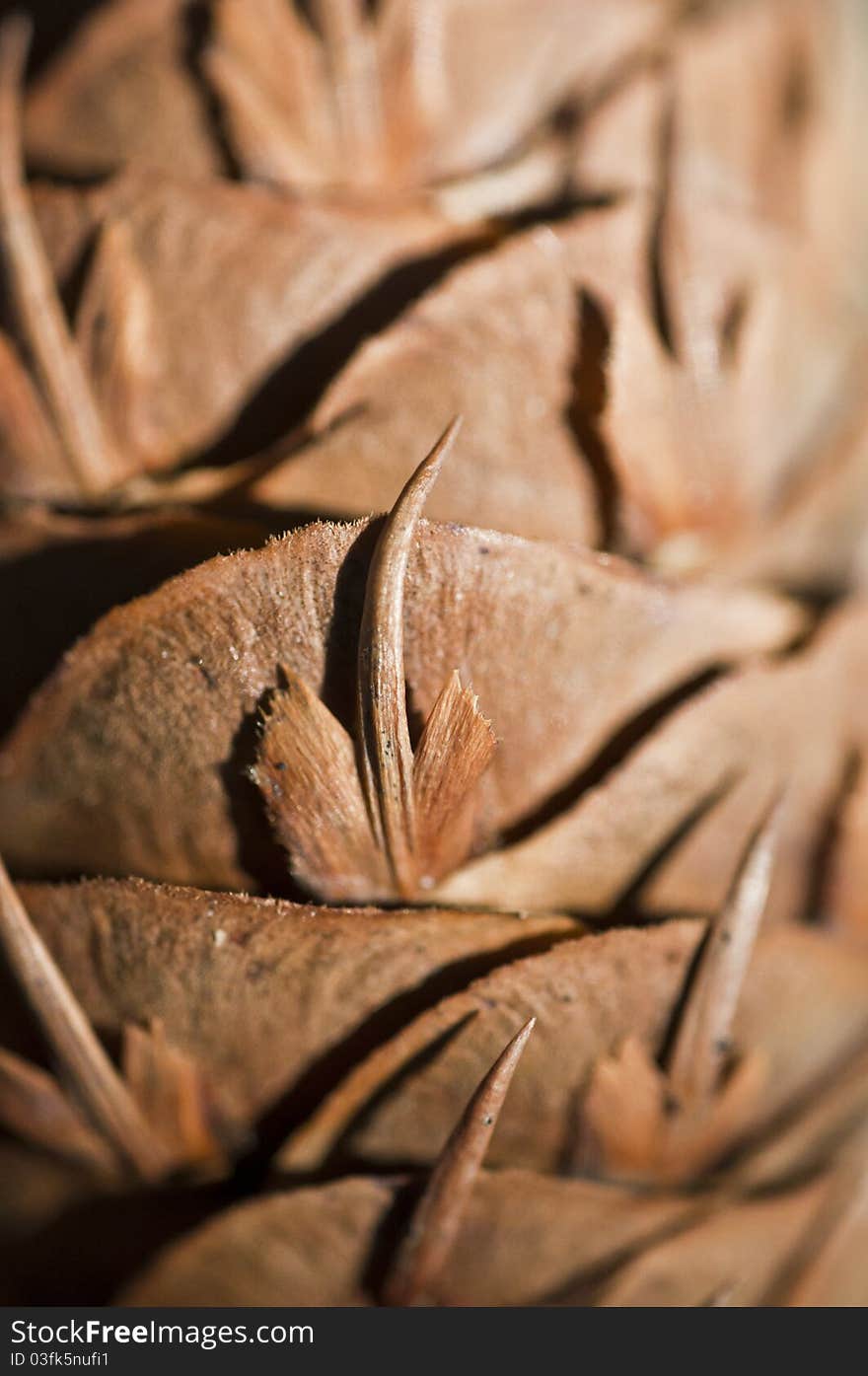 Macro photo of a detail of a pine cone