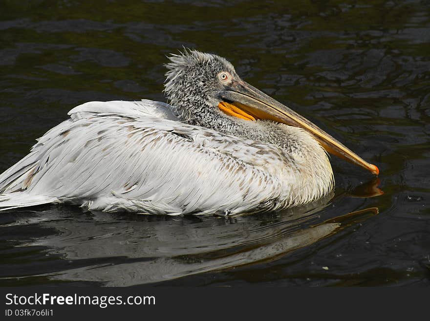 Dalmatian Pelican (Pelecanus crispus) is a large bird of the family pelecanus, Europe's largest pelican. Dalmatian Pelican (Pelecanus crispus) is a large bird of the family pelecanus, Europe's largest pelican.