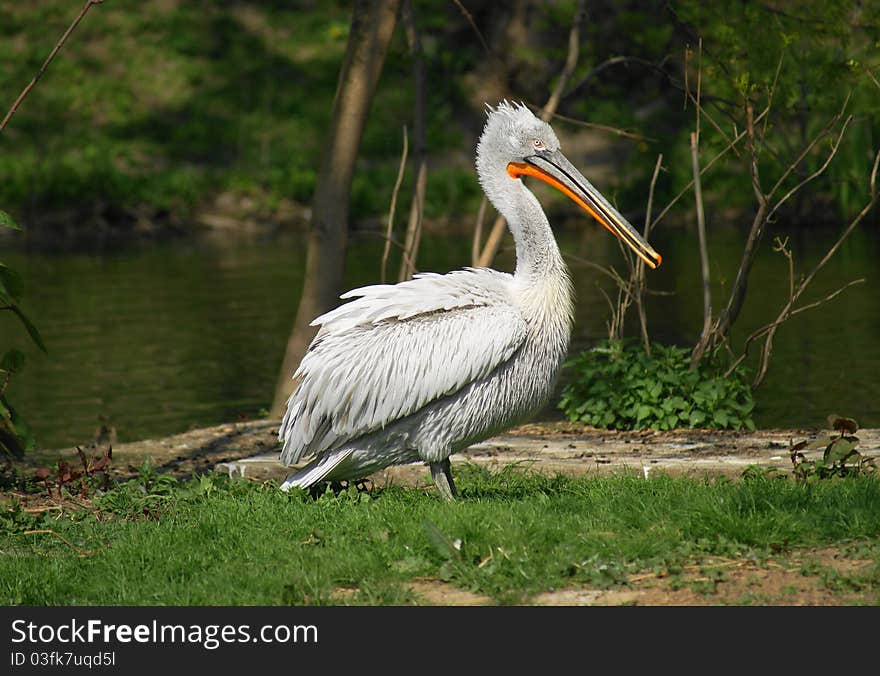 Dalmatian Pelican (Pelecanus crispus) is a large bird of the family veslonohý pelikánovitých, Europe's largest pelican. Dalmatian Pelican (Pelecanus crispus) is a large bird of the family veslonohý pelikánovitých, Europe's largest pelican.