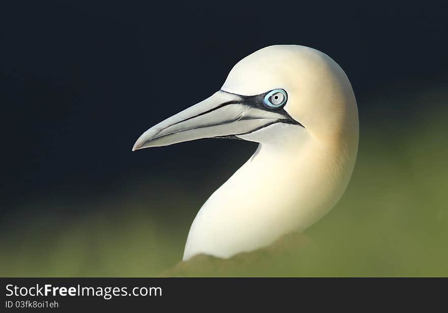 Gannet portrait