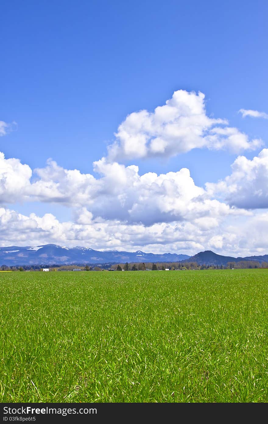 Outdoor spring view on a green field with blue sky and clouds