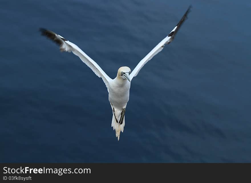 Graceful northern white gannet flying. Graceful northern white gannet flying