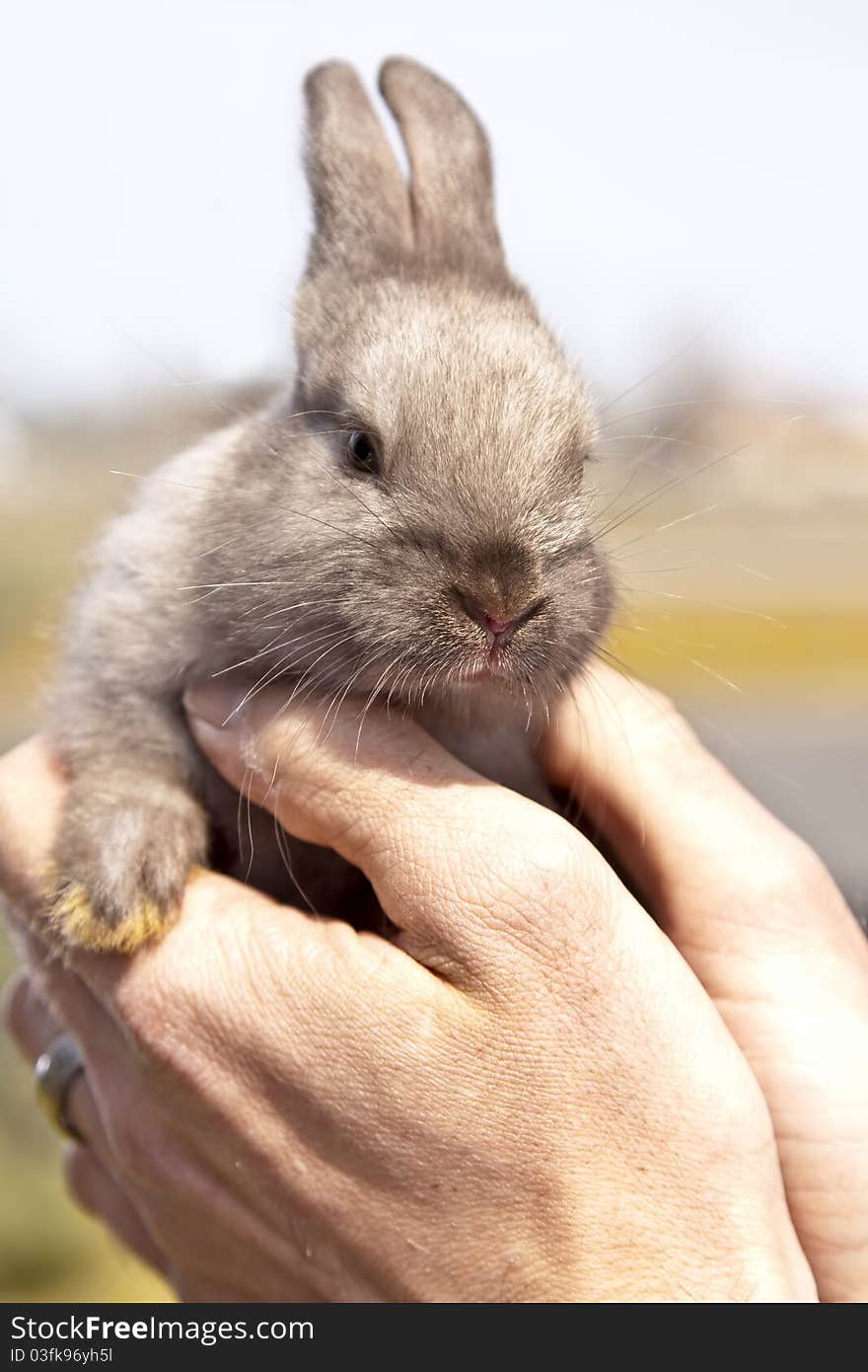 Litlle rabbit