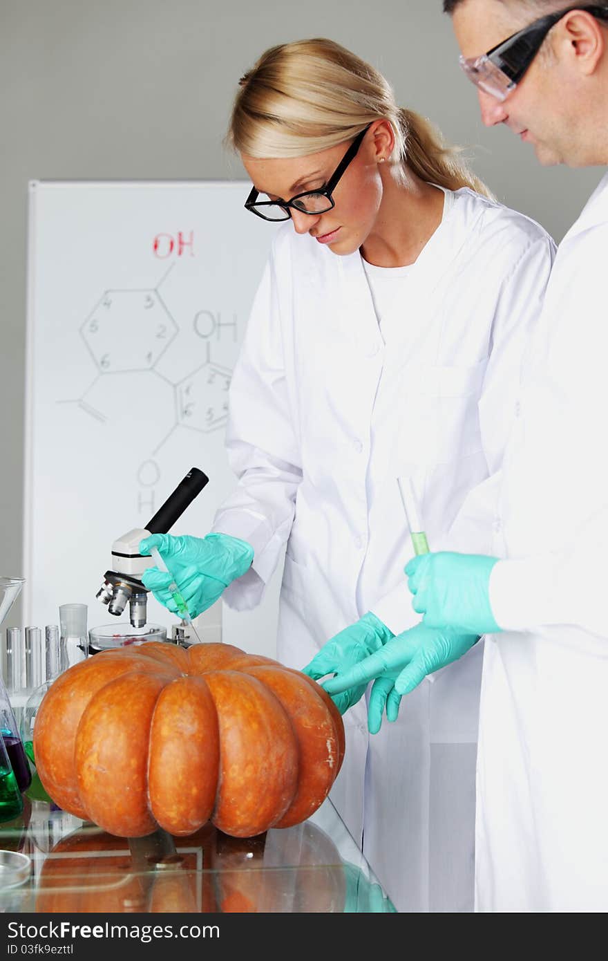 Scientist conducting genetic experiment with pumpkin. Scientist conducting genetic experiment with pumpkin