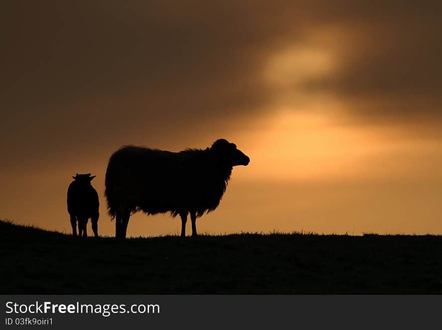 Silhouette of two sheep during sunrise