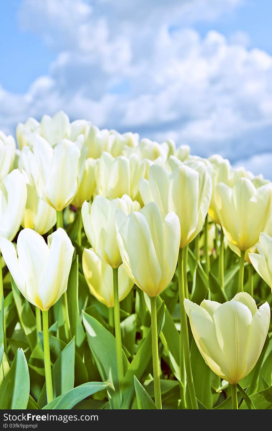 Group beauty white tulips bloomidg outdoor on a garden