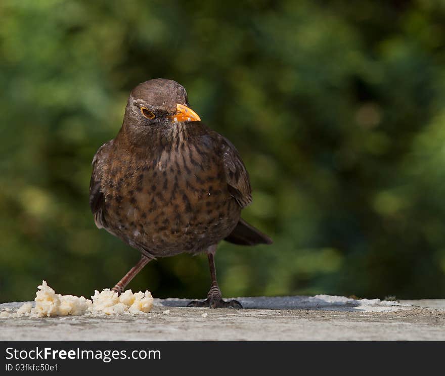 Black Bird (female)