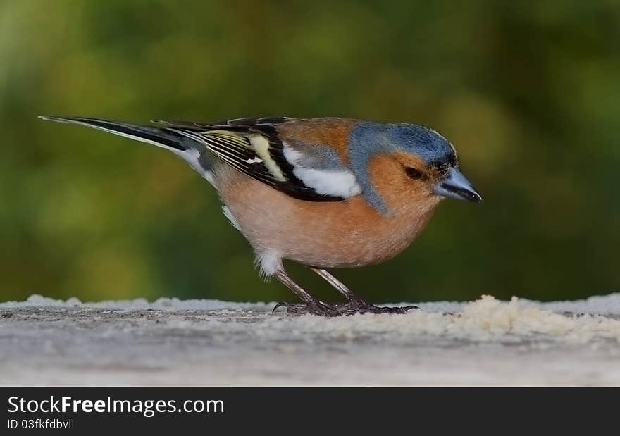 A chaffinch feeding on a stone table. A chaffinch feeding on a stone table.