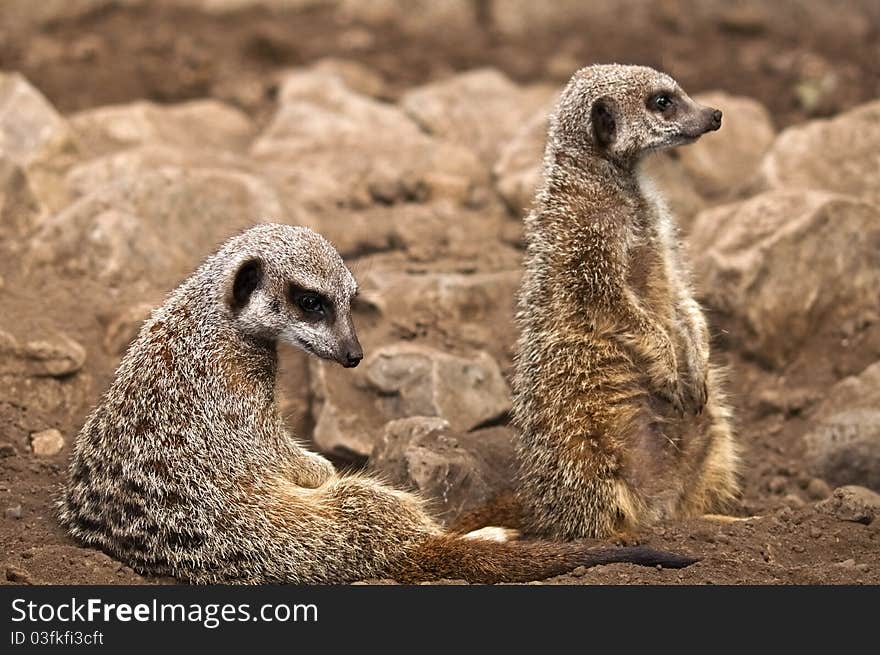 Two meerkats sat around the rocks