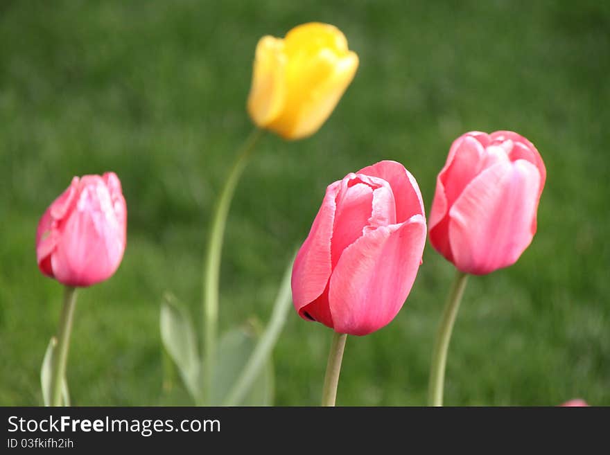 Yellow Tulip