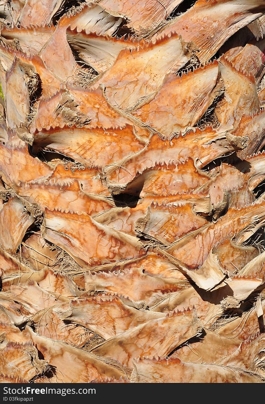 The fibrous texture of the bark palms. Africa. The fibrous texture of the bark palms. Africa.