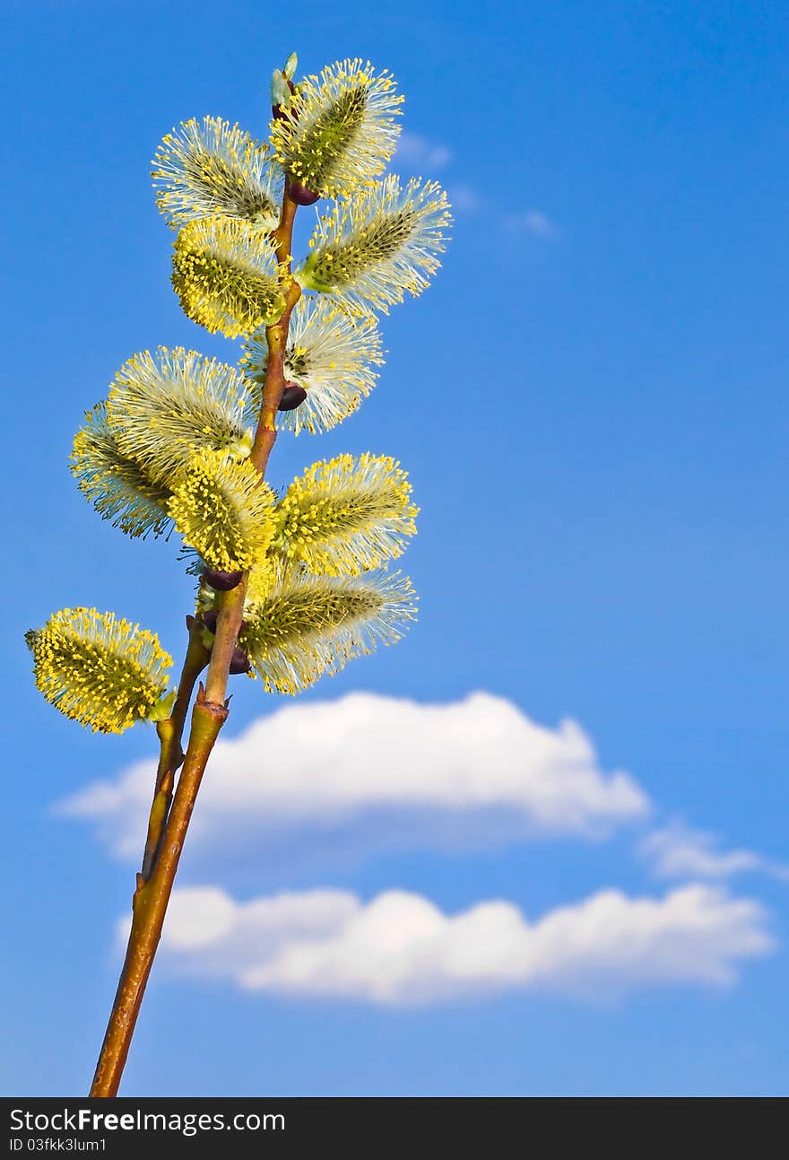 Blossoming branch of a willow against a cloud similar to an open mouth. Blossoming branch of a willow against a cloud similar to an open mouth