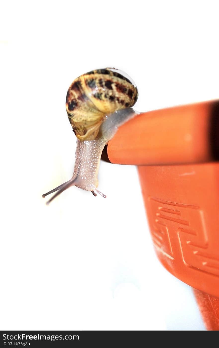 Curious Snail