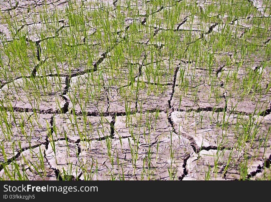 Rice sprouts in the ground dry.