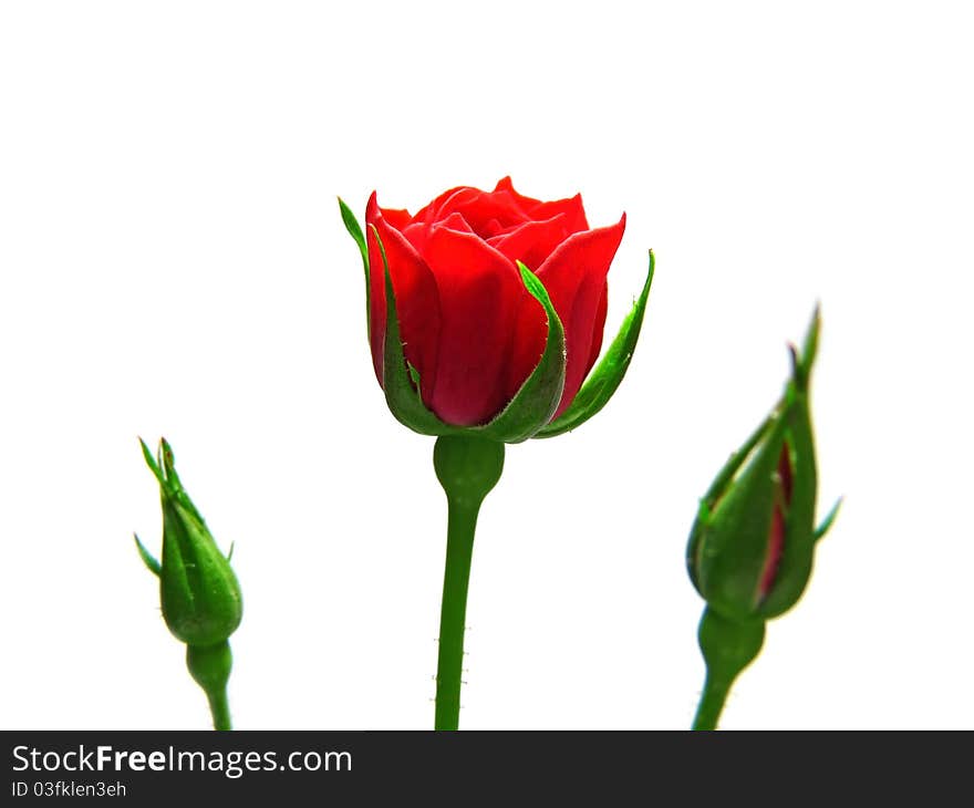 Flower rose on a white background