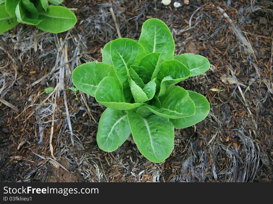 Cabbage and green vegetable collection isolated organic. Cabbage and green vegetable collection isolated organic